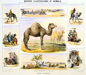 Dromedary Collection: The Camel, c1850. Artist: Benjamin Waterhouse Hawkins