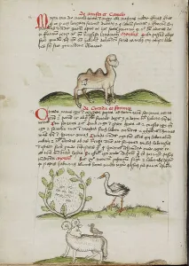Wading Bird Prints: A Camel with a Fly on its Back: Insects in a Vineyard and a Stork