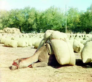 Grain Prints: Camel loaded with sacks, between 1905 and 1915