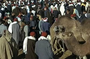 Crowded Collection: Camel market in Sousse