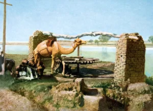 Shaduf Prints: Camel and shaduf, Luxor, Egypt, 20th Century