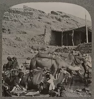Camel train from Jerash, watering at the Fountain of Elisha, c1900