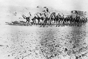 Images Dated 10th August 2007: Camel train, Mosul, Mesopotamia, 1918