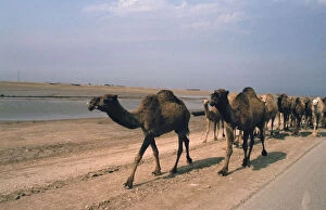 Camel train travelling on a Road alongside the Euphrates near Nasiriya, Iraq, 1977