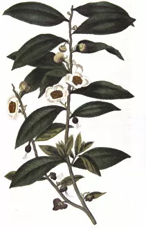 Beverage Gallery: Camellia sinensis - tea plant, 1823