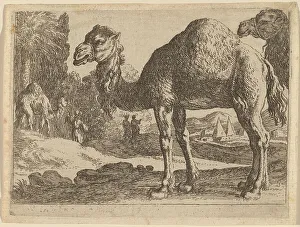 Swanevelt Herman Van Prints: Camels. Creator: Herman van Swanevelt
