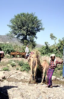 Yemen Prints: Camels drinking at Wadi Dhabab, Yemen
