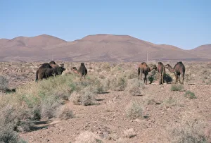 Scrub Prints: Camels, Trans Atlas road, Morocco