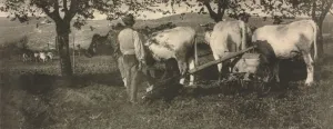 Camera Work: Ploughing Team, 1907. Creator: J. Craig Annan (British, 1864-1946)