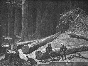 Bates Hw Prints: Camp in a Pine Forest; A Naturalist's Excursion in Wisconsin, 1875. Creator: Unknown