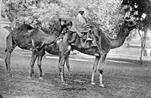 Camel Driver Gallery: Campbellpore, Pakistan, 20th century