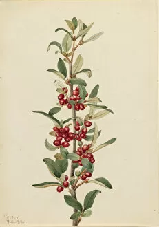 Stem Gallery: Canada Buffaloberry (Lepargyrea canadensis), 1916. Creator: Mary Vaux Walcott
