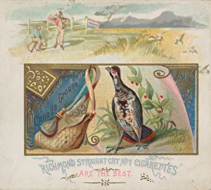 Grouse Prints: Canada Grouse, from the Game Birds series (N40) for Allen & Ginter Cigarettes