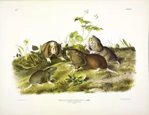 Canada Pouched Rat, Pseudostoma Bursarius, 1845