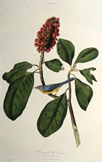 The Canada warbler. From The Birds of America, 1827-1838. Creator: Audubon
