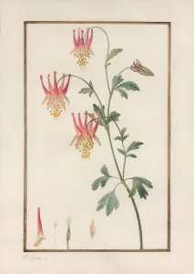 Canadian columbine (Aquilegia canadensis)