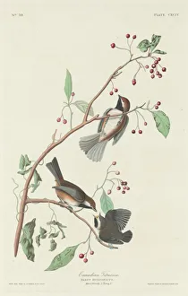 Robert Havell Prints: Canadian Titmouse, 1834. Creator: Robert Havell