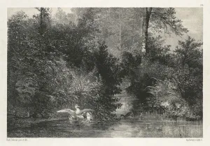 Lithograph On Chine Collé Gallery: Canards (Ducks). Creator: Karl Bodmer (Swiss, 1809-1893)