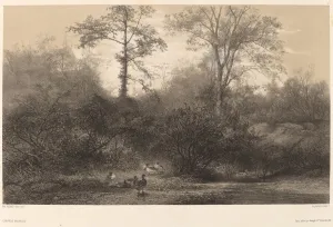 Canards Sauvages. Creator: Karl Bodmer