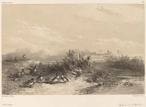 Canards Sauvages. Creator: Karl Bodmer