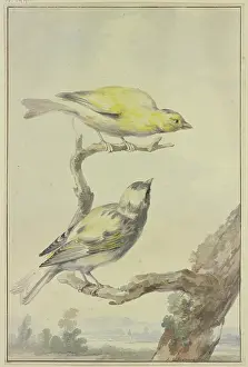 1760s Prints: Two canaries, 1763. Creator: Aert Schouman