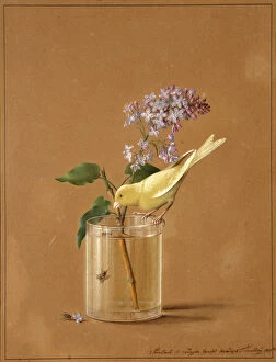 Lilac Collection: Canary Bird on a Lilac Branchlet, 1819. Artist: Tolstoy, Fyodor Petrovich (1783-1873)