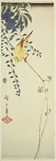 Chutanzaku Gallery: Canary and wisteria, c. 1843/47. Creator: Ando Hiroshige