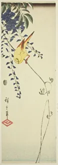 Chutanzaku Prints: Canary and wisteria, c. 1843/47. Creator: Ando Hiroshige