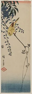 Ando Hiroshige Japanese Prints: Canary and Wisteria, mid-1840s. Creator: Ando Hiroshige (Japanese, 1797-1858)