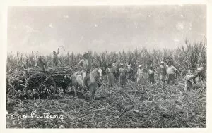 Sugar Cane Collection: Cane Cutting, c1930