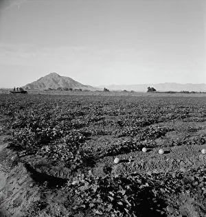 Melons Prints: Cantaloupe field, desert agriculture on the Mexican border