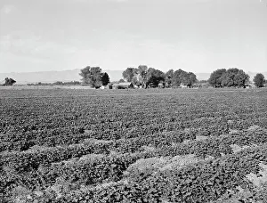 Melons Prints: Cantaloupe field and ranch house