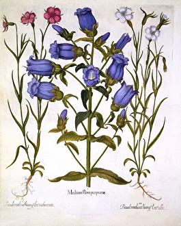 German School 17th Century Prints: Canterbury Bells, and Corn Cockles