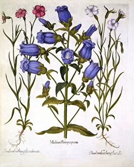 Medicinal Gallery: Canterbury Bells, and Corn Cockles, from Hortus Eystettensis, by Basil Besler (1561-1629), pub