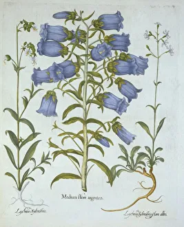 German School 17th Century Prints: Canterbury Bells, White Bladder Campion, Nottingham Catchfly, from Hortus Eystettensis