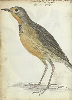 Claw Prints: Cape bird, 1786. Creator: Jan Brandes