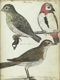 Finch Prints: Cape birds, 1786. Creator: Jan Brandes