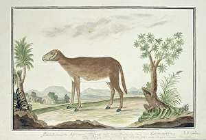 Watercolor Paint Prints: Cape ewe, 1777-1786. Creator: Robert Jacob Gordon