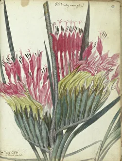 Brandes Jan Prints: Cape flower, 1786. Creator: Jan Brandes