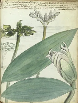 Edible Prints: Cape flower, (Aponogeton distachium), 1786. Creator: Jan Brandes