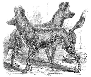 Harrison William Weir Prints: Cape Hunting Dogs, in the Gardens of the Zoological Society