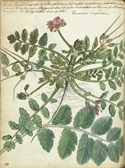 Brandes Jan Prints: Cape meadow herb, 1786. Creator: Jan Brandes