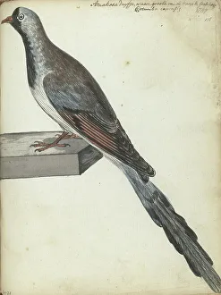 Brandes Jan Prints: Cape pigeon, 1787. Creator: Jan Brandes