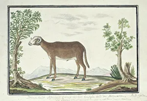 Watercolor Paint Prints: Cape ram, 1777-1786. Creator: Robert Jacob Gordon