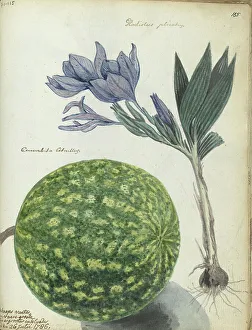 Brandes Jan Prints: Cape watermelon and gladiolus, 1786. Creator: Jan Brandes