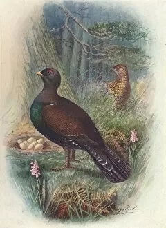W R Chambers Ltd Collection: Capercaillie, c1910, (1910). Artist: George James Rankin