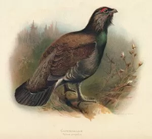 Capercaillie (Tetrao urogallus), 1900, (1900). Artist: Charles Whymper
