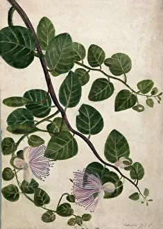 Edible Prints: Capers (Caparis spinosa): flowering stem, c1890s. Creator: Unknown