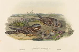 Chicks Gallery: Caprimulgus europaeus (Nightjar). Creators: John Gould, Henry Constantine Richter