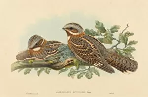 Nesting Gallery: Caprimulgus Ruficollis. Creators: John Gould, Henry Constantine Richter